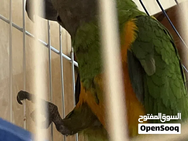 ببغاء او(اكو) تبارك الرحمن ناشط متكلم مع التدريب بالقفص البيع