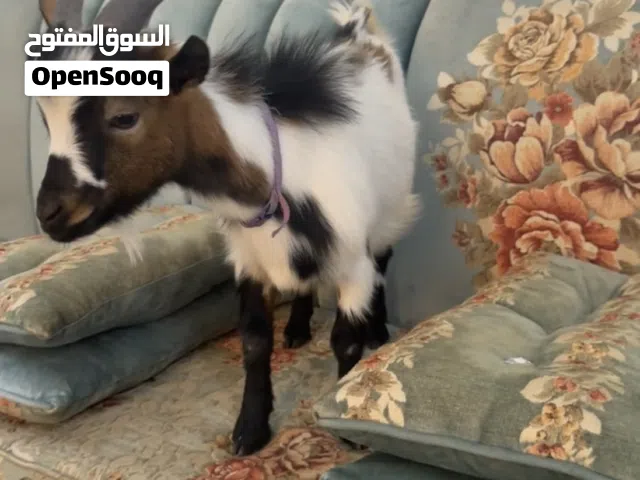 ماعز القزم بلجيكي