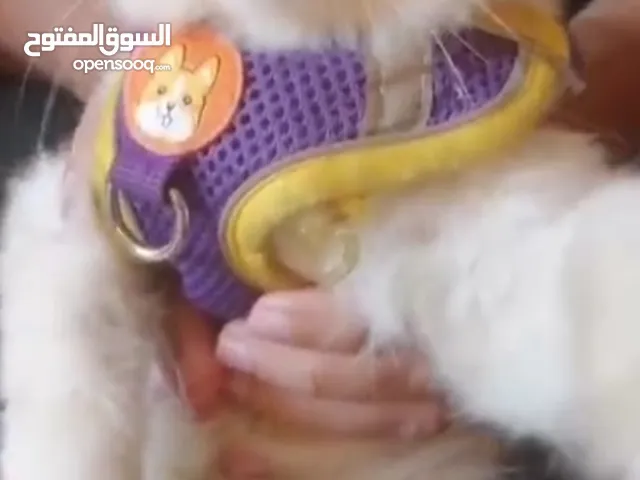 قط واخد كل تطعيماته