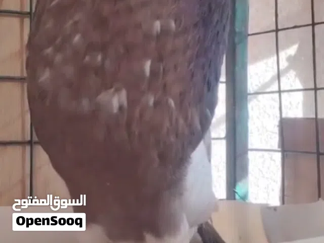 الصلاه ع النبي