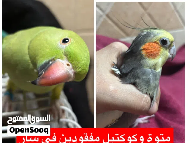 طيرين ضايعين في سار والمناطق القريبه منها