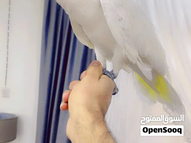 كوكاتو ترايتو