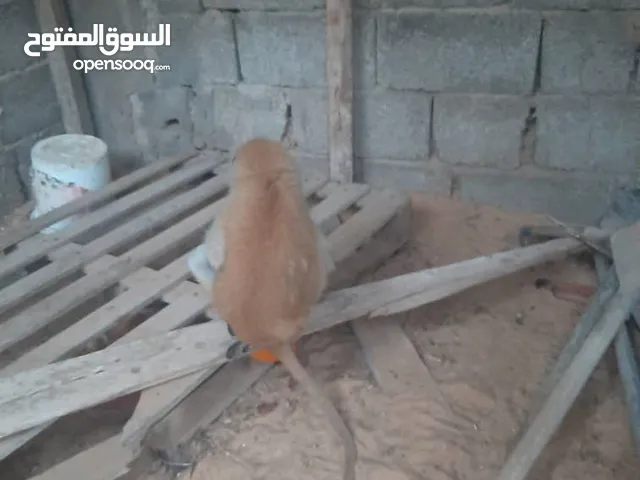 قرد للبيع بي سوم حرقً