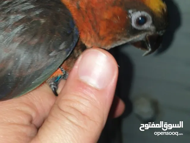 ببغاء لوري دسكي للزق اليدوي