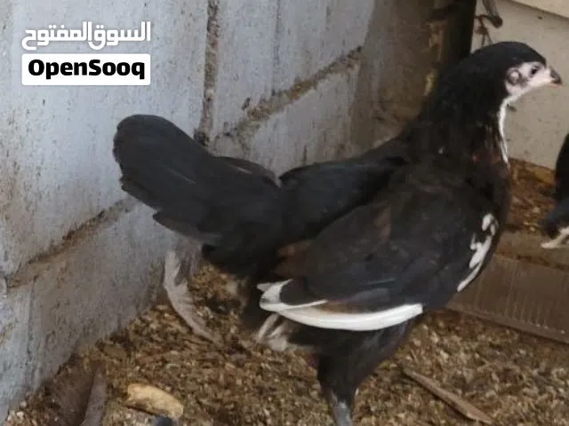 دجاج منوع التك