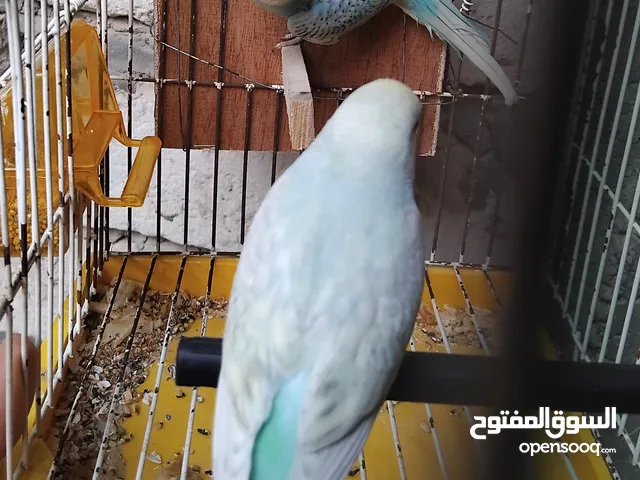 بسم الله توكلت على الله.. أقرا الوصف