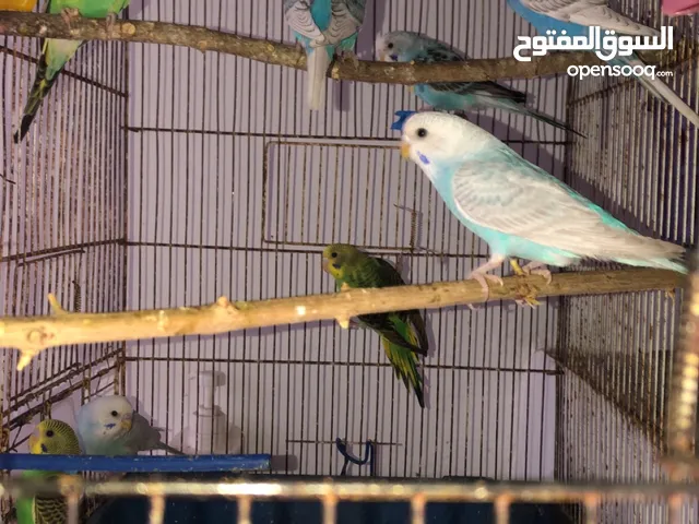 حب للبيع او البدل شوف الوضف