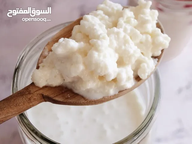 kefir milk grains كفير الحليب..