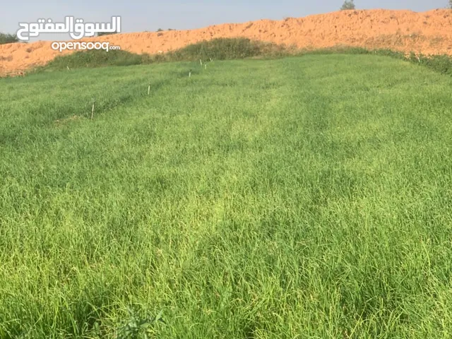 مشتله بصل القربوالي