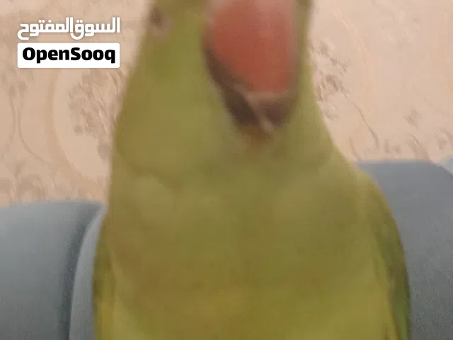 طير درة للبيع