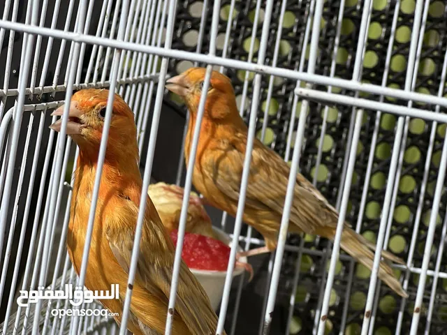 جوز كنار معاهم فرخ الفحل عباره عن جرس