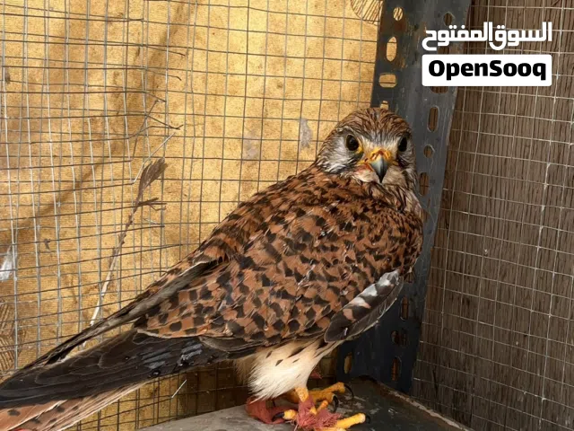 اثنين صقور الشوراص عرطه وصحه جيده