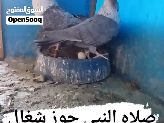 جوز قراقطه شغالات