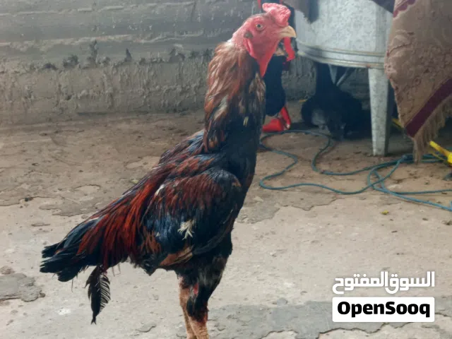 ديج هندي مال عرك