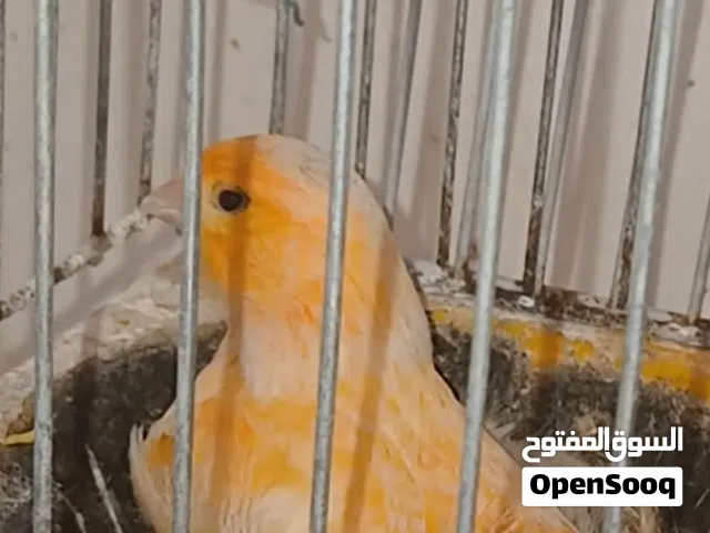 كناري ريد فاكتر للبيع