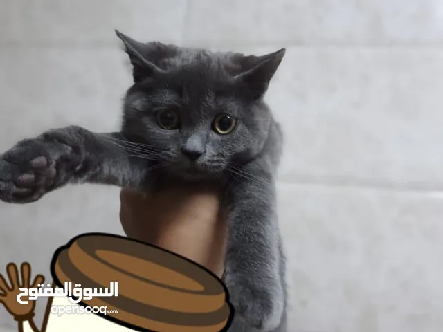قطة سكوتش ستريت