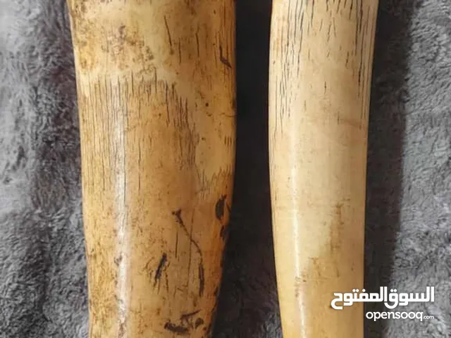 العاج سن الفيل