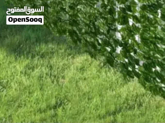 سياج ورقي من أوراق الأشجار للحدائق وأحواض السباحه