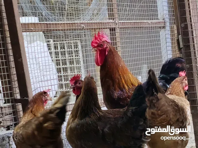 French chicken for sale