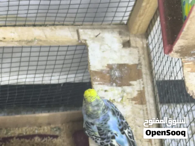 نثية من ام بلاك مع 2 افراخ