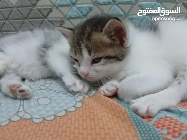 قطط مكس سكوتش و مكس تركي انغورا و هيملاية و مكس شيرازي و سكوتش