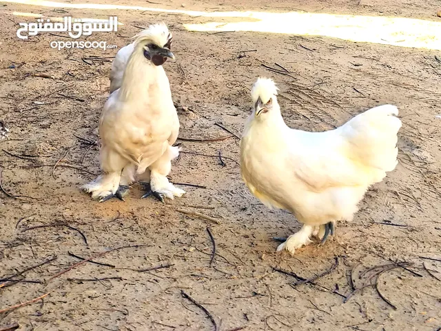 كوبيه قطني تلجي ناشطات ربي يبارك علي فتوح