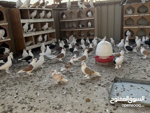 أزواج حمام لاهور للبيع