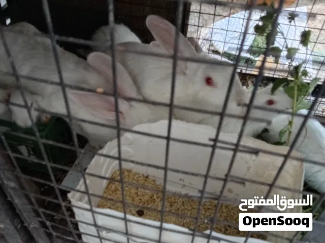 ارانب فرنسي للبيع