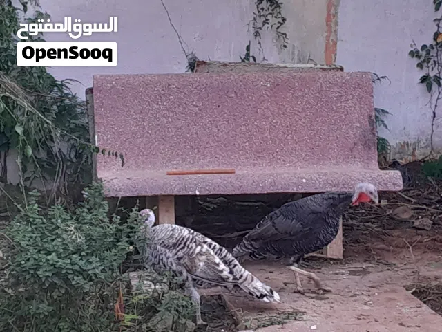 دجاج زينه poule d'ornement