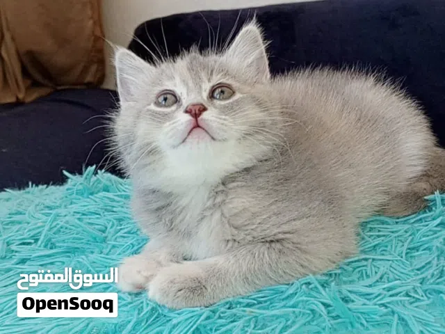 ما شاء لله بريتش مكس شانشيلا