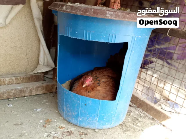 ديج ودجاجه و3افراخ للبيع
