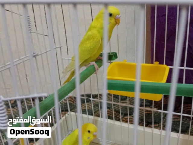 صلي على النبي