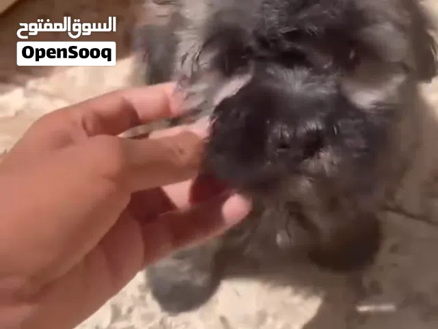 كلب قرينش تيرر عمره شهرين