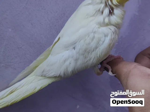 كوكتيل لون مميز