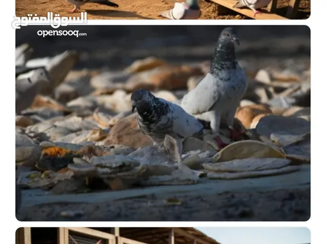 طيور عاديات للذبح 600 بيسة واحجام طيبه