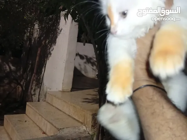 متوفر لدينا قطاط شرزي
