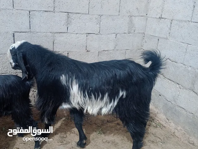 ثني حبتين كفاله كفاله