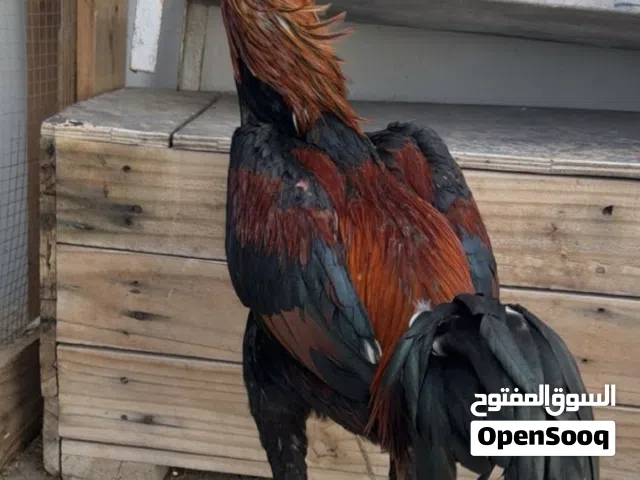 للبيع ديج  بورمي