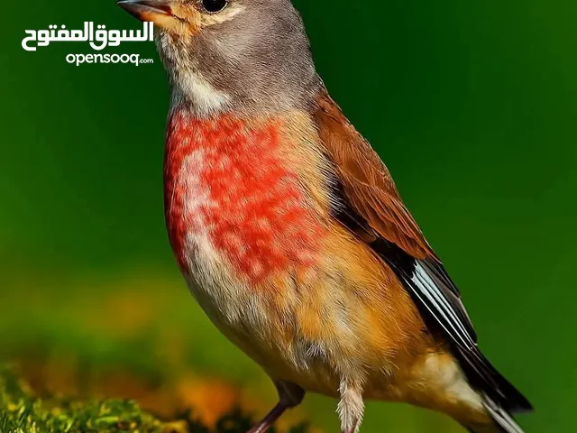خضري الجوز 6 حسون صحراوي 6 بلابل ،5