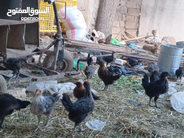 فراخ بلدي عمر شهرين واسبوع مطعمات جميع التطعيمات صحه ونظافة وحجم