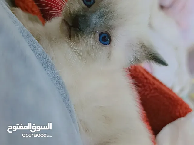 فقط سيامو للبيع