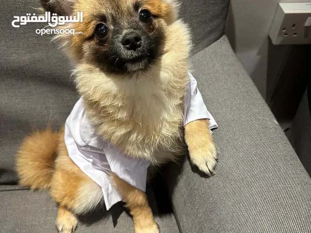 للبيع بومرينيان
