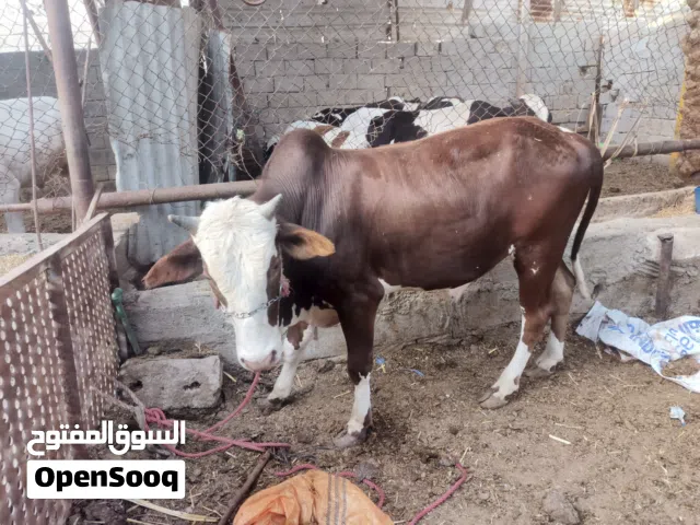 سلام عليكم عجوله مال ذبح نذاري
