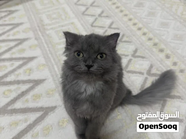 Kitten Looking for a Loving Home