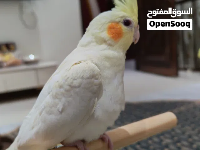 كوكتيل أنثى اليفة