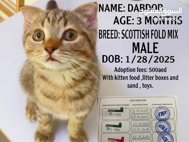 3 months old kittens for adoption with fees mix breeds.