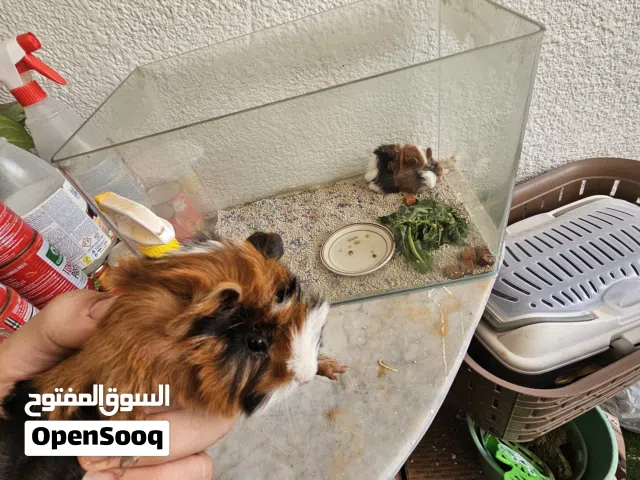 هامستر للبيع