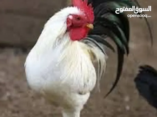 متوفر كميه ديوك للذبح او للتخصيب