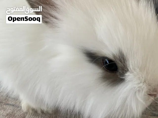 أرانب تيدي بير مقزم للبيع