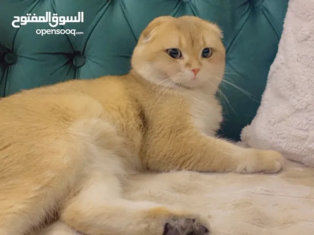 سكوتش فولد كولد